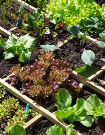 box jardinage pour enfant