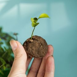 atelier-rapide-bombes-de-graines atelier à animer pour faire des bombes de graines avec les enfants