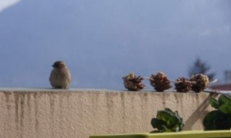 Des pommes de pin gourmandes aux graines pour les oiseaux