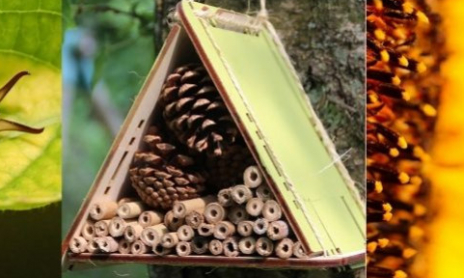 Construire une maison à insectes