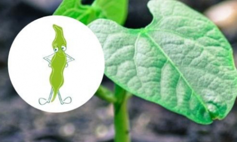 Diego le Haricot à Rames