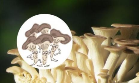 Aristote et ses potes les champignons pleurotes