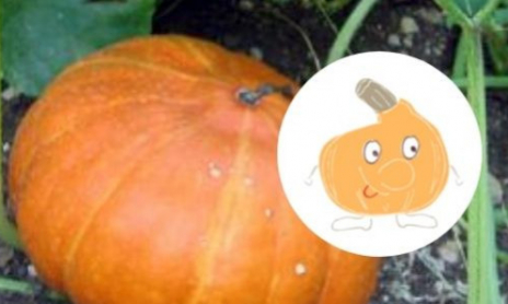 RAYMOND LE POTIMARRON