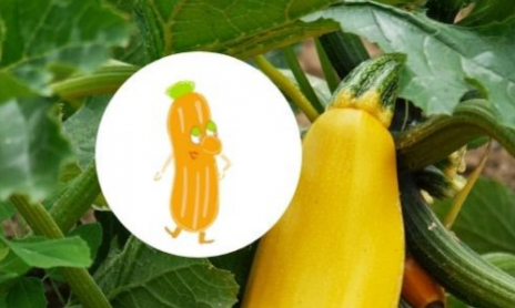 Simone La Courgette Jaune