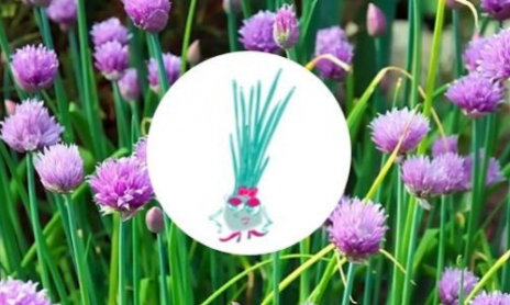 Claudette la Ciboulette vient parfumer les assiettes