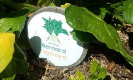 Comment Cultiver Bernard L'Epinard?