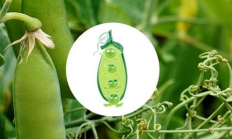 Comment Cultiver les Petits Pois avec vos enfants